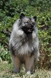 SPITZ LOUP 031